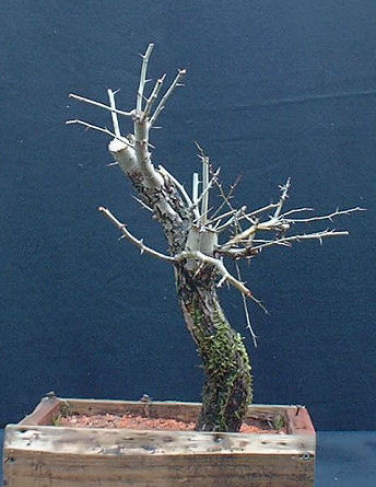 uro on hawthorn bonsai